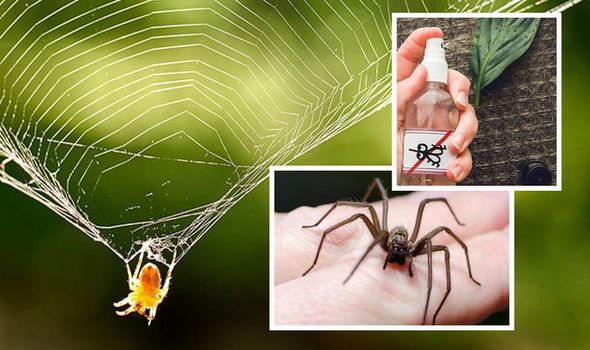 Can Ammonia Kill Spiders