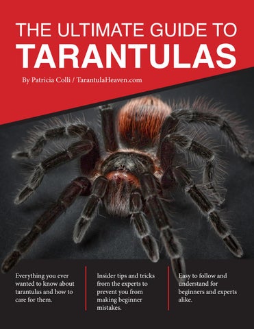 Can You Overfeed a Tarantula